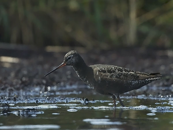 Mustaviklo, Spotted Redshank, Tringa erythropus